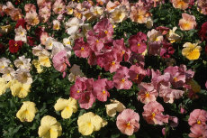 Pansy Pansy 04-230x153