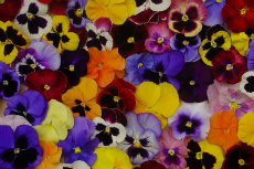 Pansy Pansy 12-230x153