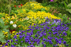 Pansy Pansy 21-230x153