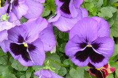pansy pansy 01-230X153