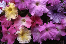 Mixed Petunias Petunia 009-230x153