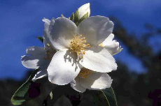 philadelphus 06-775 philadelphus 06-775
