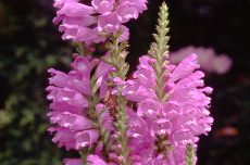 Physostegia Physostegia 01-478