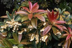 Pieris japonica Pieris japonica 011-230x153