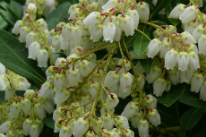 pieris japonica pieris japonica 01-230x153