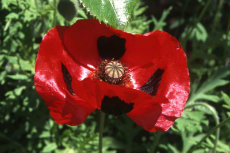 Flanders Poppy Flanders poppy 02-230x153