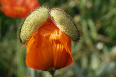 iceland poppy iceland poppy 01-230x153