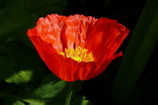 Iceland Poppy iceland poppy 18-230x153