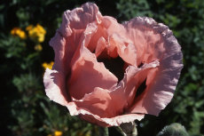Oriental Poppy Oriental Poppy 01-230x153
