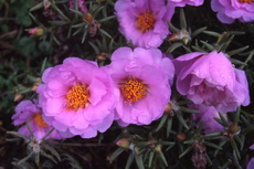 Portulacca 008-230x153 Portulacca 008-230x153