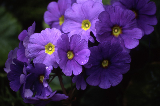 Primula Obconica Primula Obconica 01-736