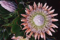 protea protea 10-506
