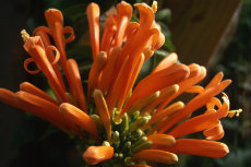 Pyrostegia Venusta Pyrostegia Venusta 01-230x153