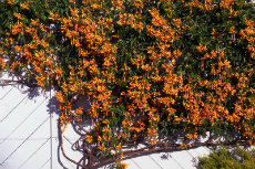 Pyrostegia Venusta Pyrostegia Venusta 05-230x153
