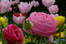 Ranunculus Ranunculus 02-230x153