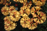 Rhododendron Rhododendron 02-523