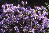 Rhododendron Rhododendron 04-964