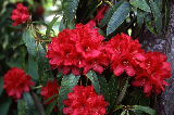 Rhododendron Rhododendron 05-995
