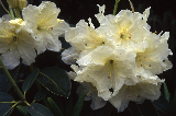 Rhododendron Rhododendron 07-301