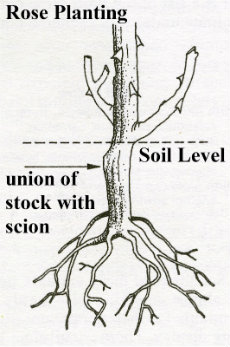 rose pruning image 01-230x347