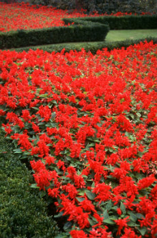 salvia salvia 009-230x347