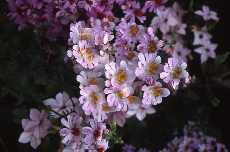 Schizanthus Schizanthus 03-627