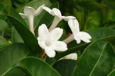 Stephanotis Stephanotis 01-350
