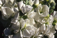 Stock - Mathiola Stock 06-230x153