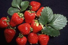 Strawberries strawberries 01-230x153