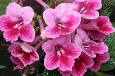Streptocarpus 02-588 Streptocarpus 02-588