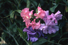 sweetpea sweetpea 08-230x153