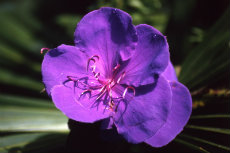 Tibouchina Tibouchina 01-230x153
