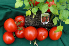 Tomatoes 01-230x153 Tomatoes 01-230x153