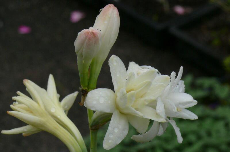 Tuberose Tuberose 01-494