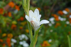 Tuberose Tuberose 06-258