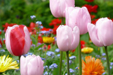 tulips tulip 25-230x153