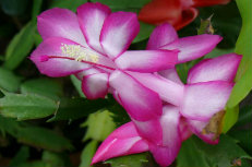 zygocactus zygocactus 07-231x153