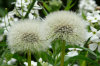 Dandelion Dandelion 03-100x66
