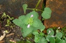 Garden Weeds - Henbit Henbit 01-230x153