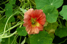 Garden Weeds - Nasturtium Cherry Rose Nasturtium Cherry Rose 02-230x153