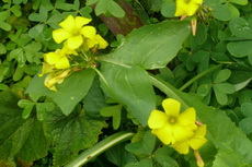 Garden Weeds - Oxalis Oxalis 01-230x153