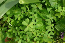 Garden Weeds - Oxalis Oxalis 04-230x153