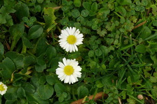Garden Weeds - Wild English Daisy Wild English Daisy 01-230x153