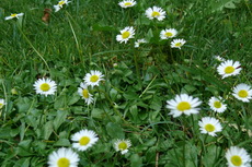 Garden Weeds - Wild English Daisy Wild English Daisy 02-230x153