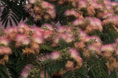 Albizzia - Mimosia Albizzia 004-230x153