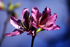 Bauhinia Variegata - Orchid Tree Bauhinia 001-230x153