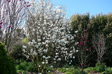 Magnolia Denudata Magnolia Denudata 029-230x153