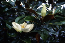 Magnolia grandiflora Magnolia grandiflora 006-230x153