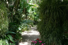 Tree & Shrub Garden tree 22-230x153