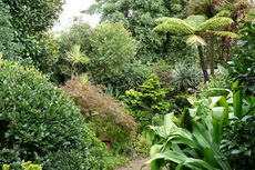 Tree & Shrub Garden tree 23-230x153